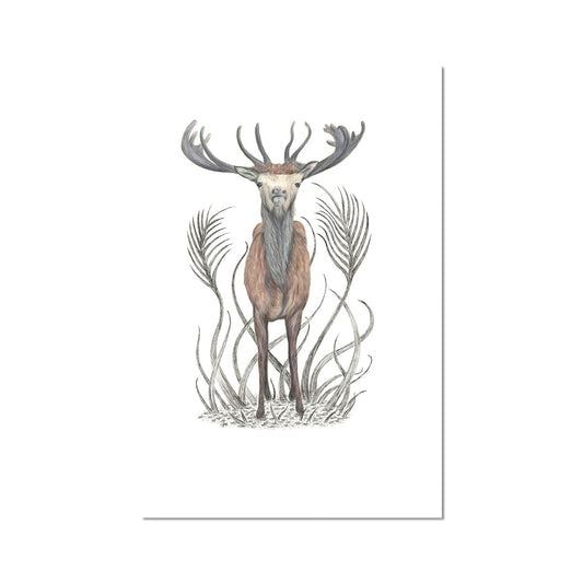 Stag Fine Art Print