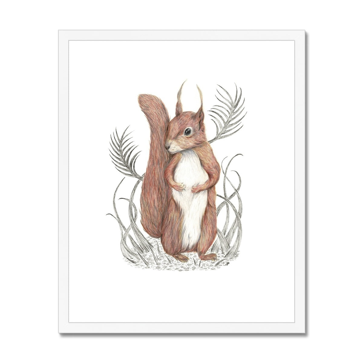 Squirrel Framed & Mounted Print