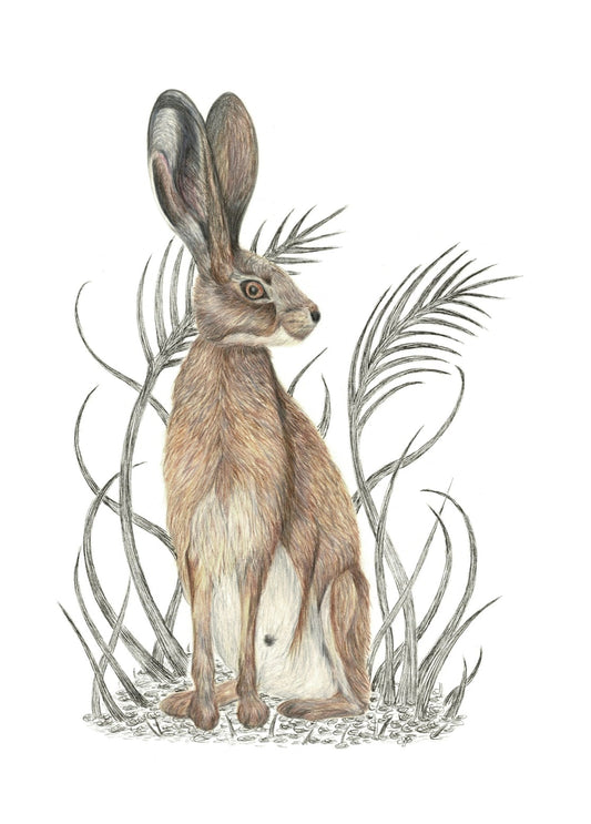 Fine Art Giclee Print ‘Hare’