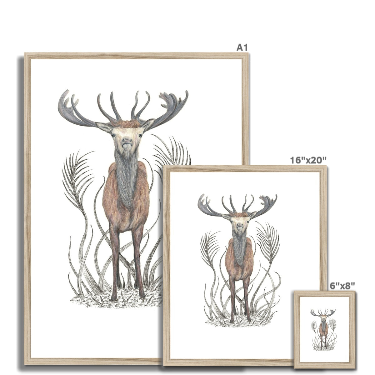 Stag Framed & Mounted Print