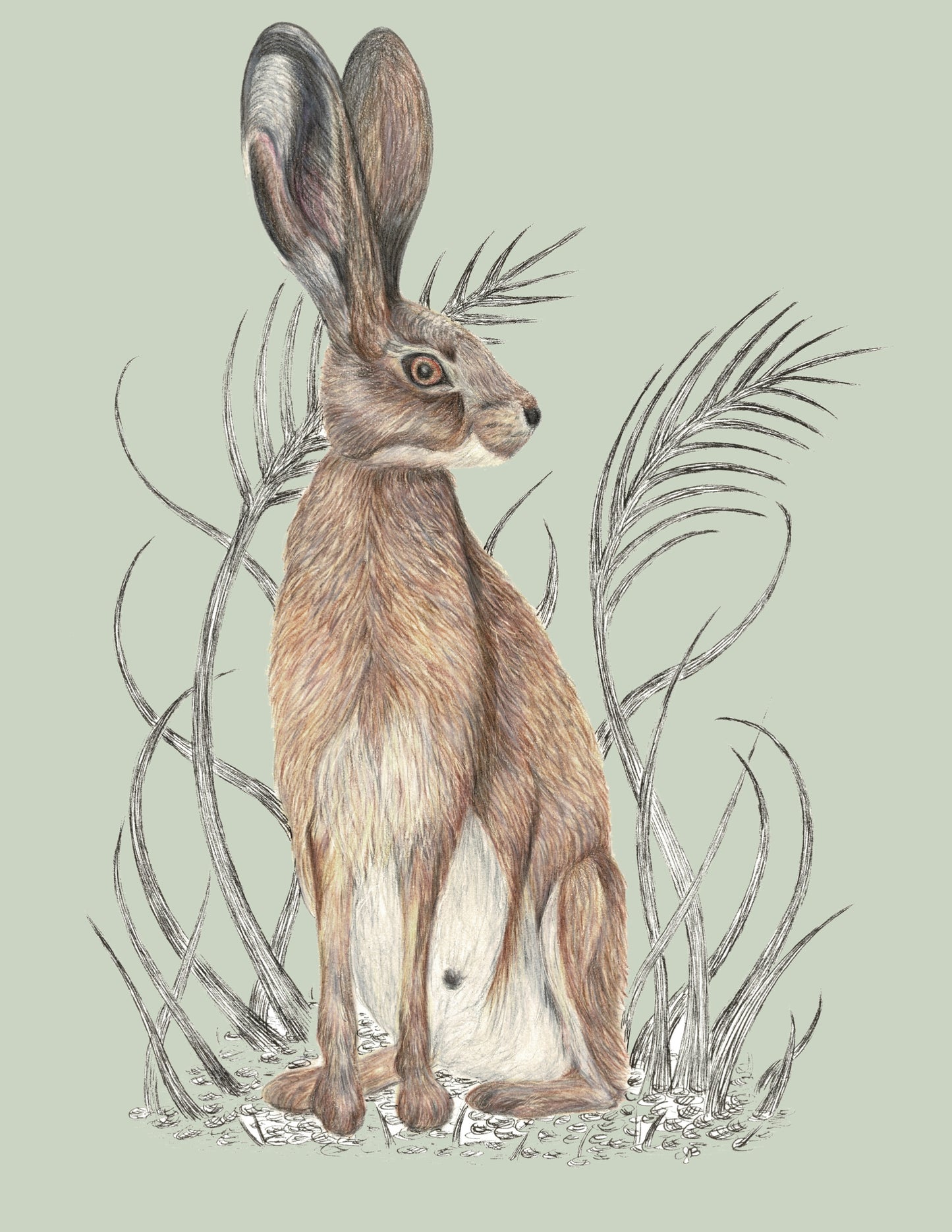 Hare Canvas Print 40cm x 30cm