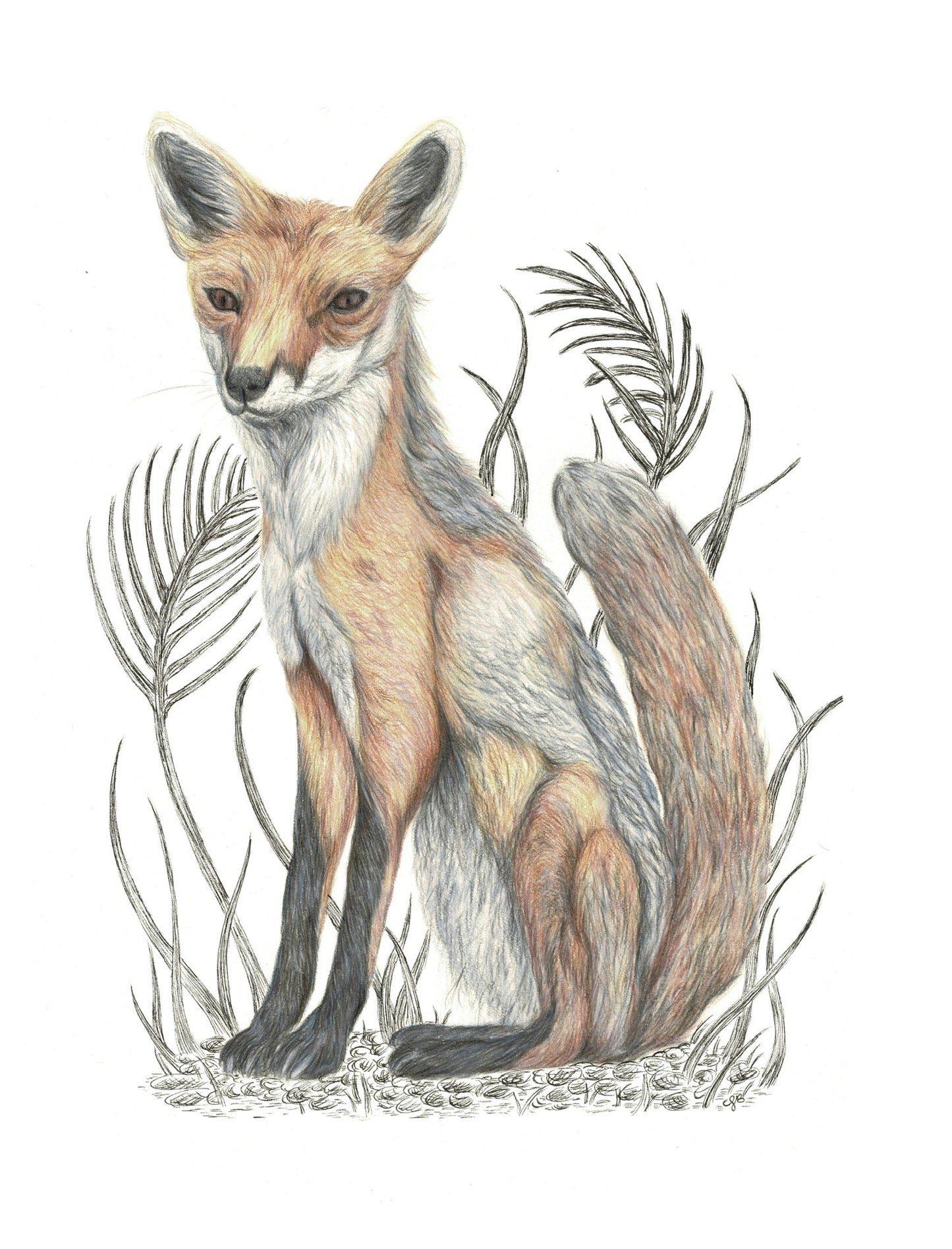 Fine Art Giclee Print ‘Fox’