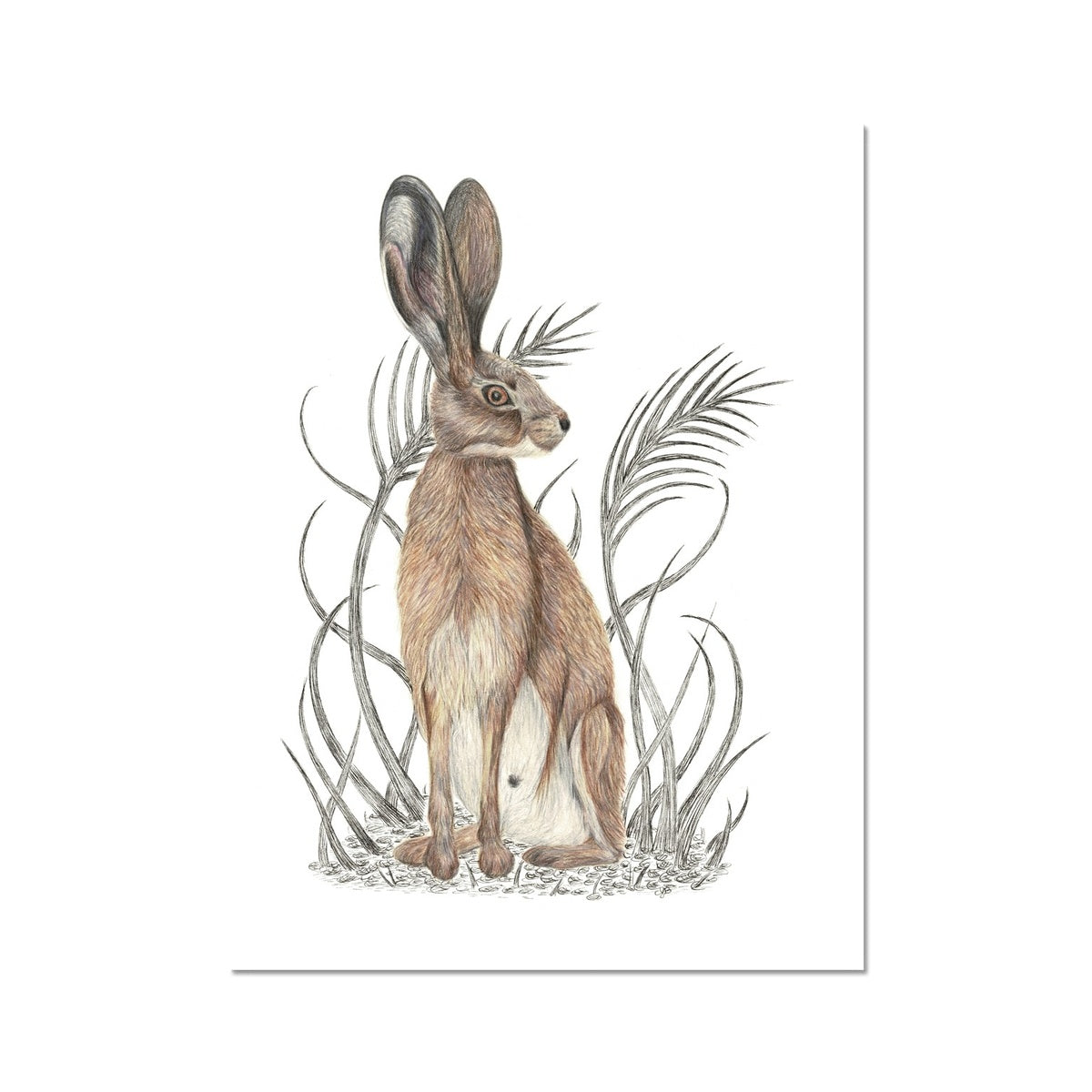 Hare Fine Art Print