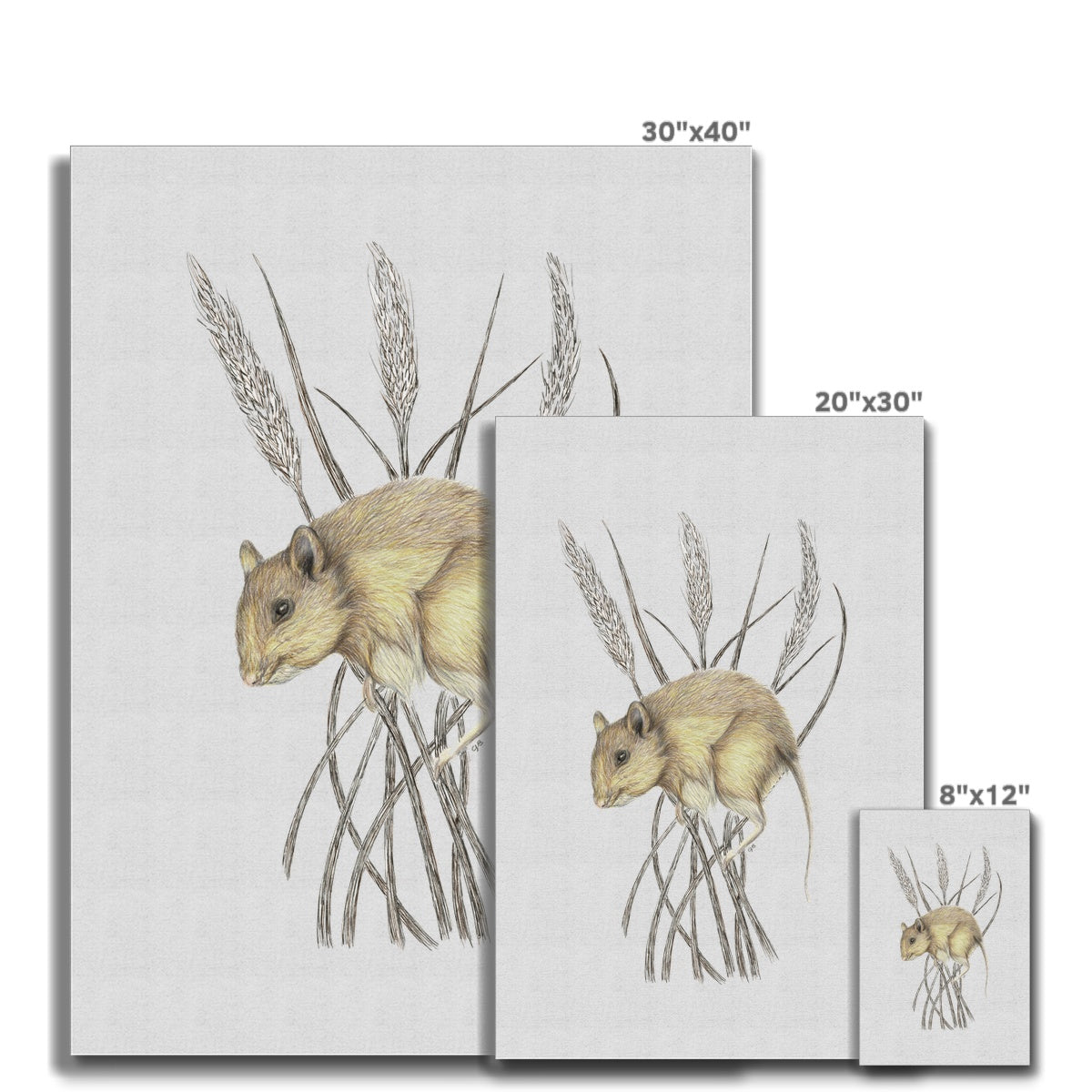 Field Mouse Canvas