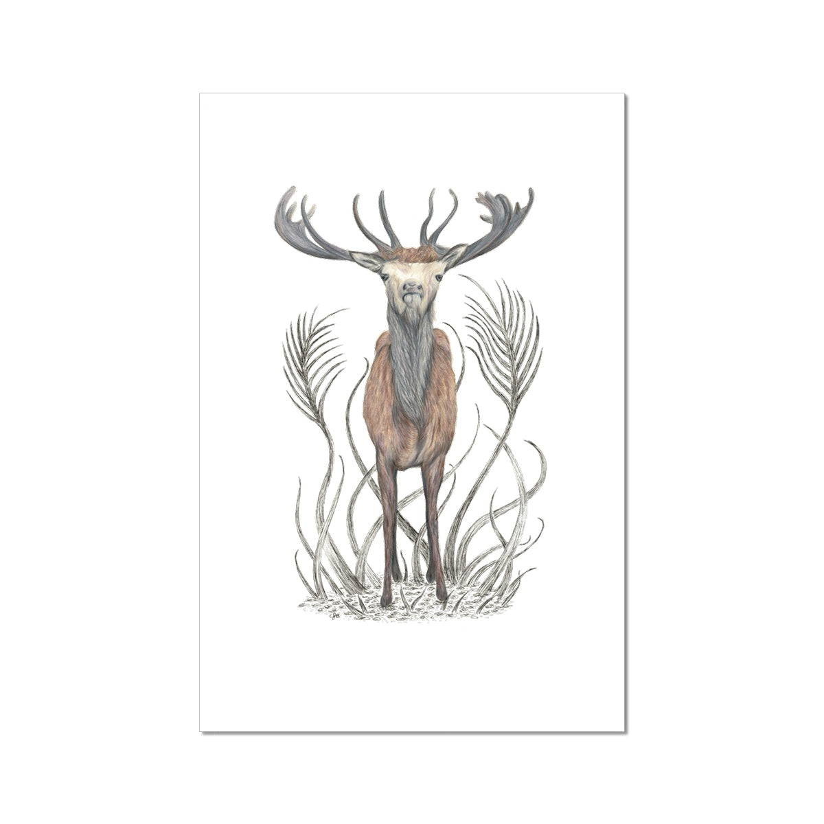 Stag Fine Art Print