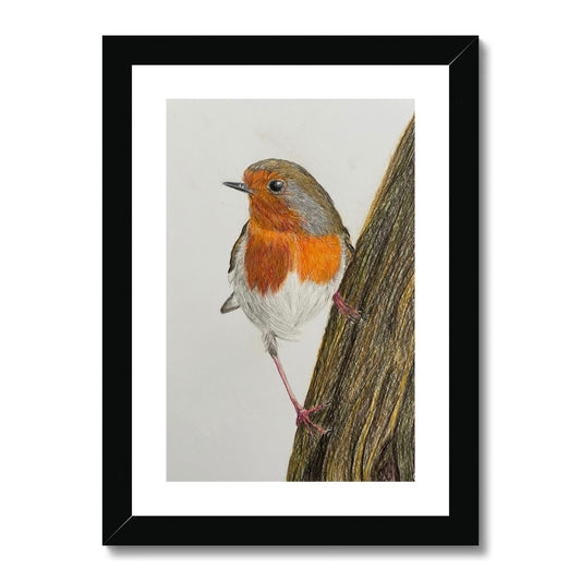 Robin Print Framed & Mounted Print