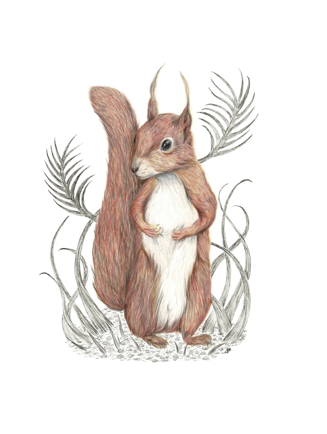 Fine Art Giclee Print ‘Squirrel’