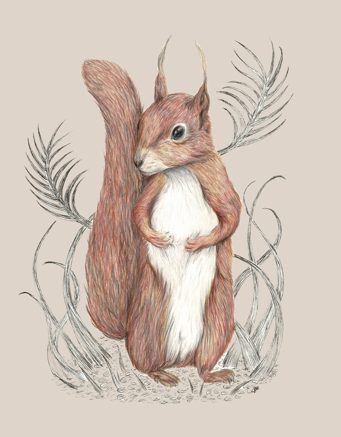 Squirrel Canvas Print 40cm x 30cm Stone or Sage