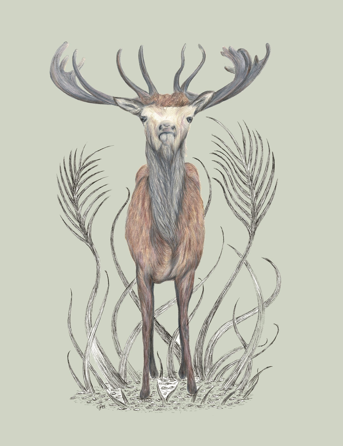 Stag Canvas Print 40cm x 30cm