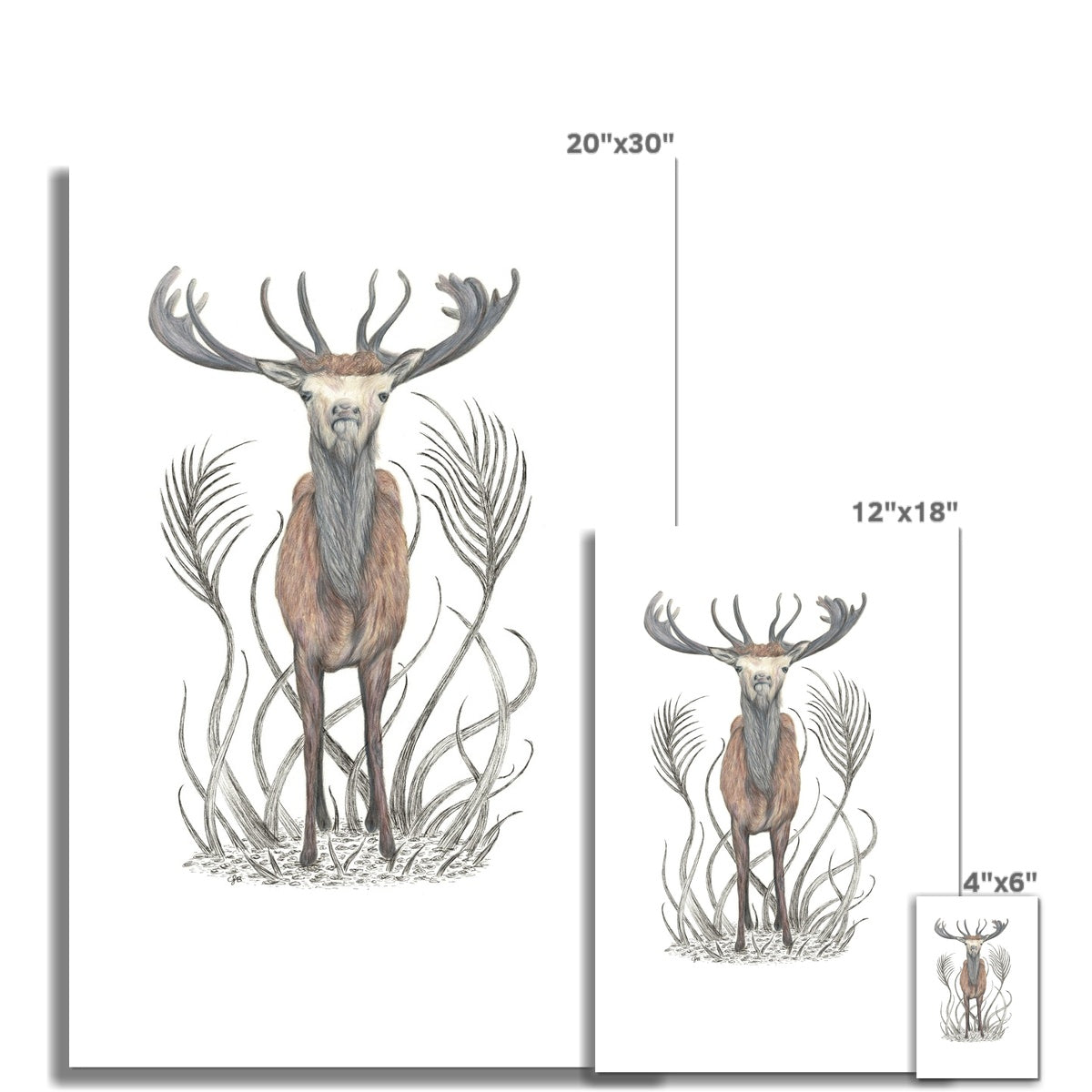 Stag Fine Art Print