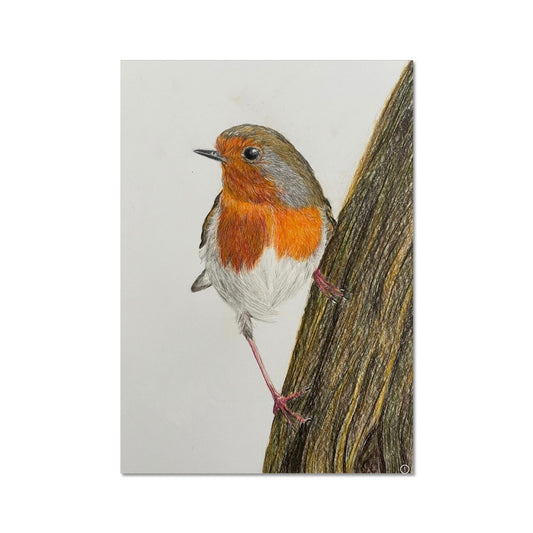 Robin Print Fine Art Print