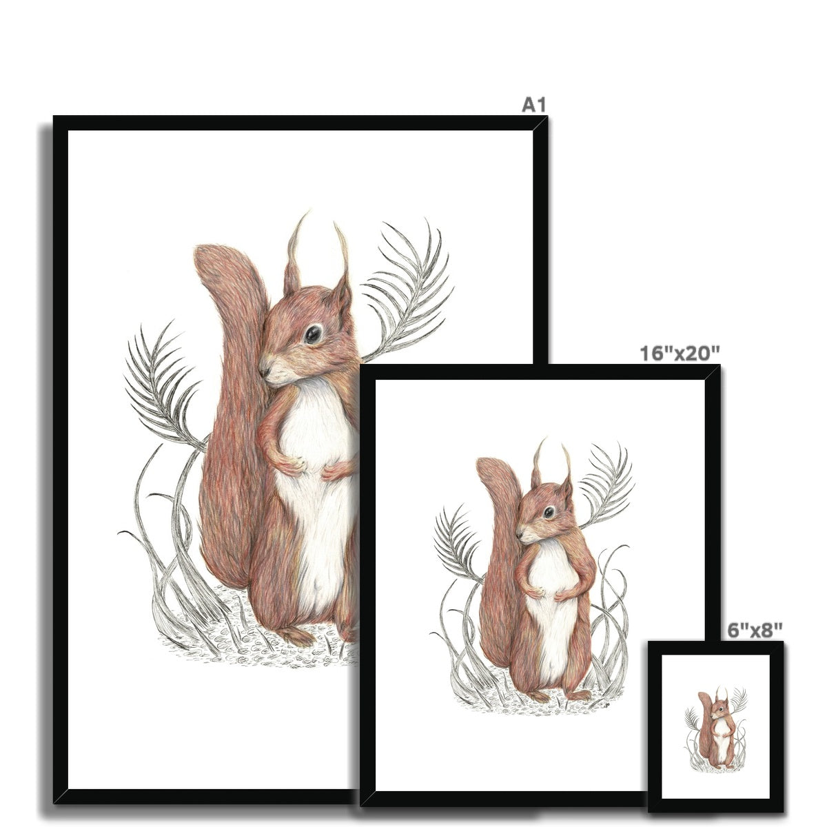 Squirrel Framed & Mounted Print