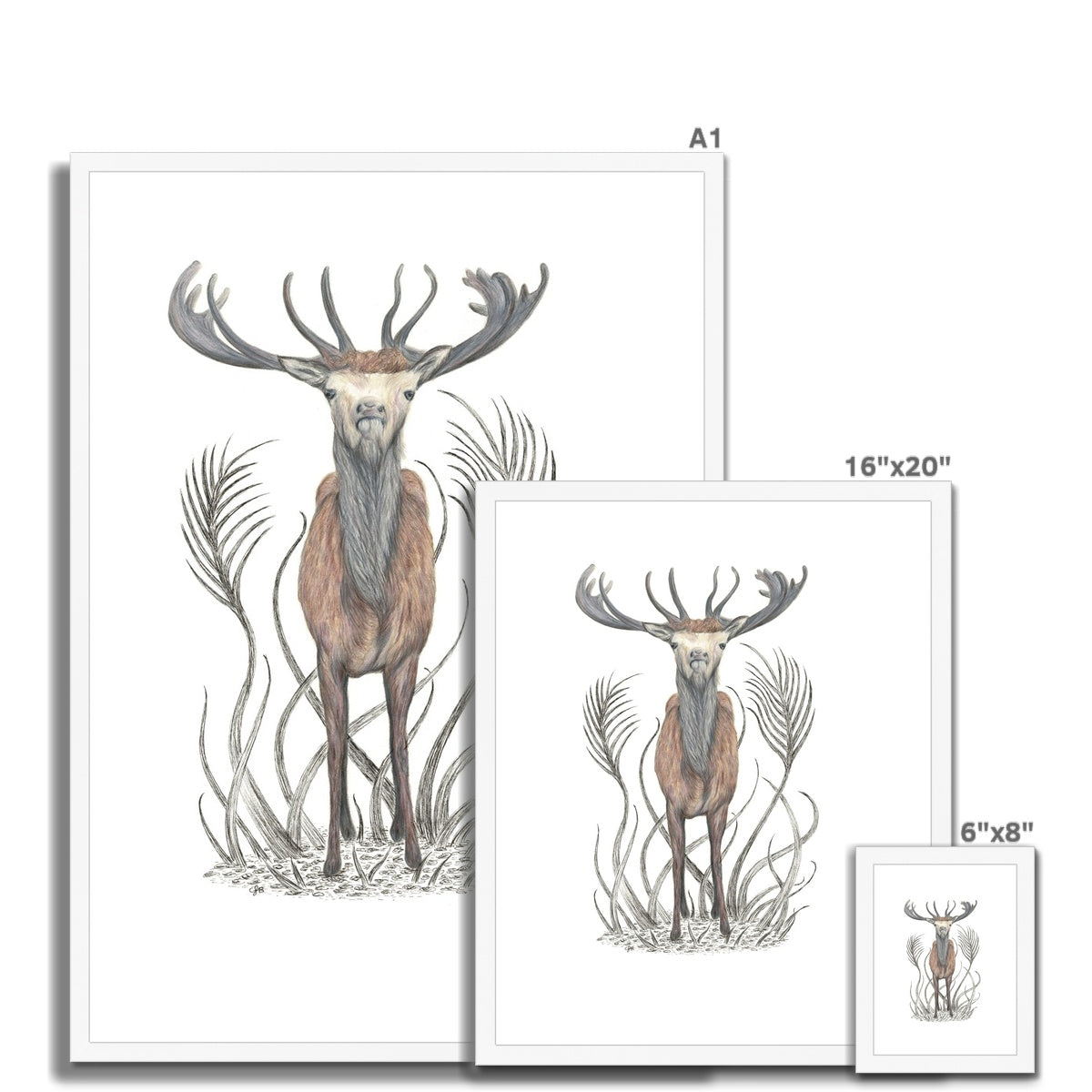 Stag Framed & Mounted Print