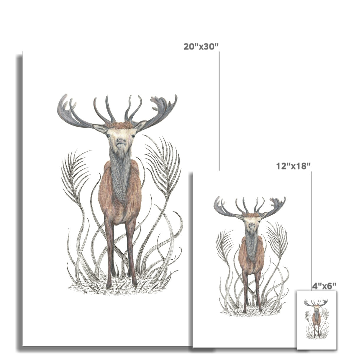 Stag Fine Art Print