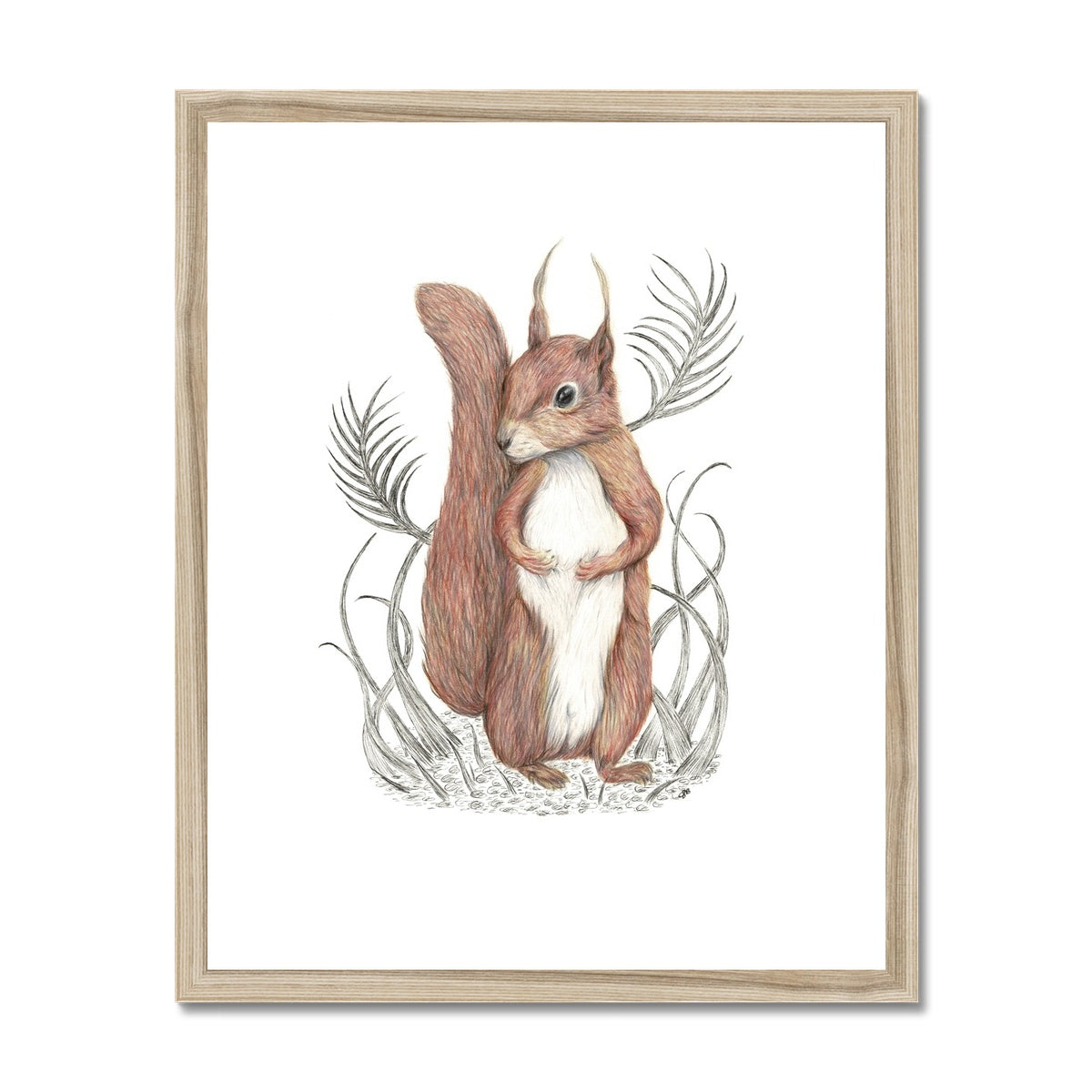 Squirrel Framed & Mounted Print