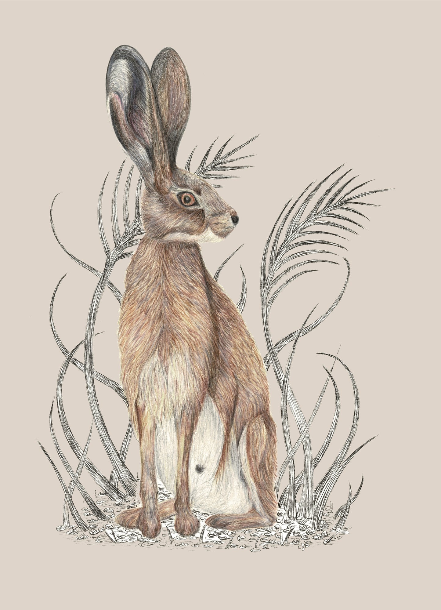 Hare Canvas Print 40cm x 30cm