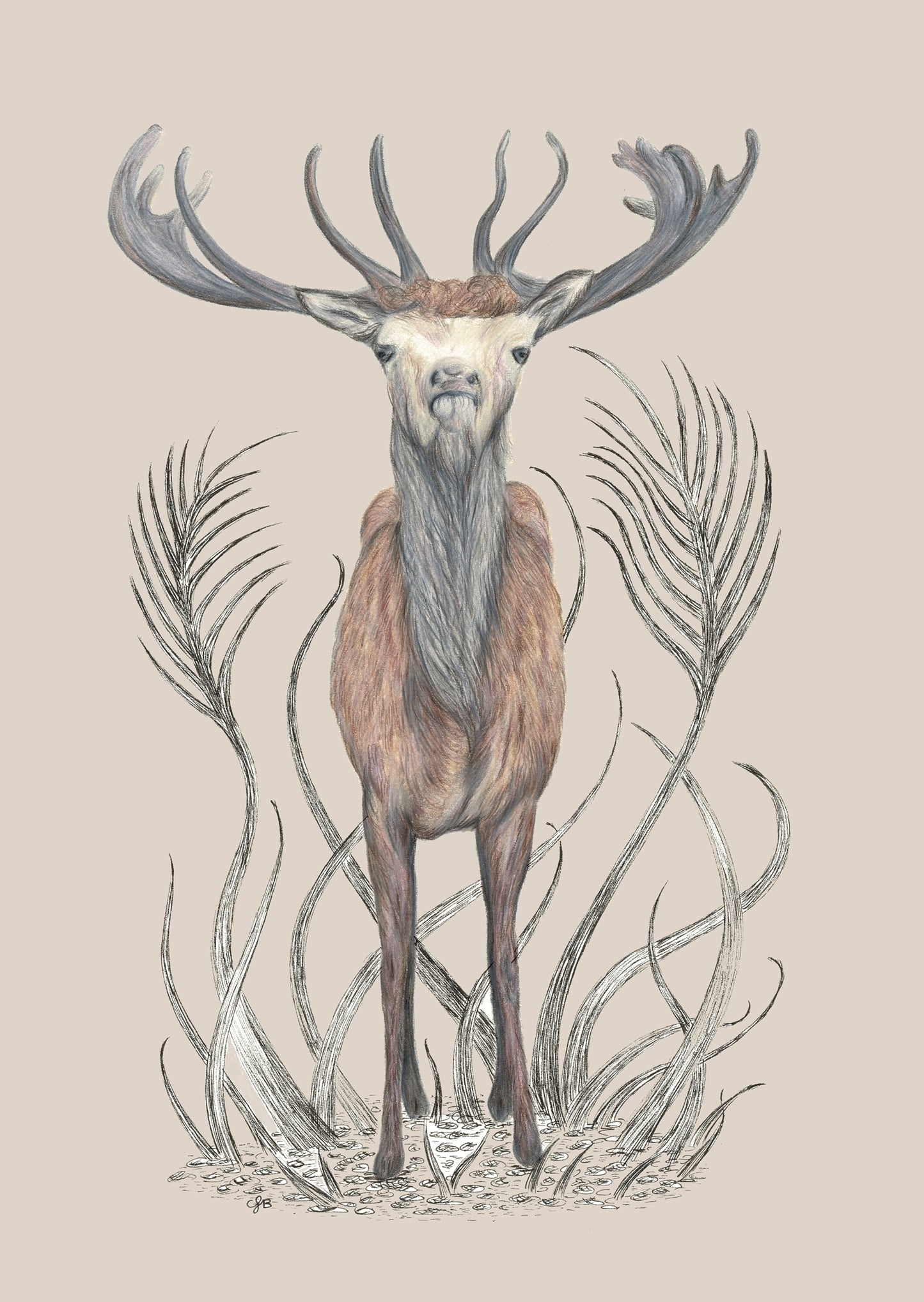 Stag Canvas Print 40cm x 30cm