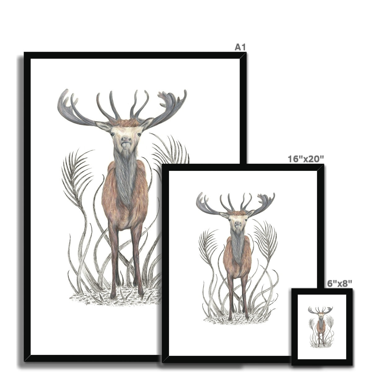 Stag Framed & Mounted Print