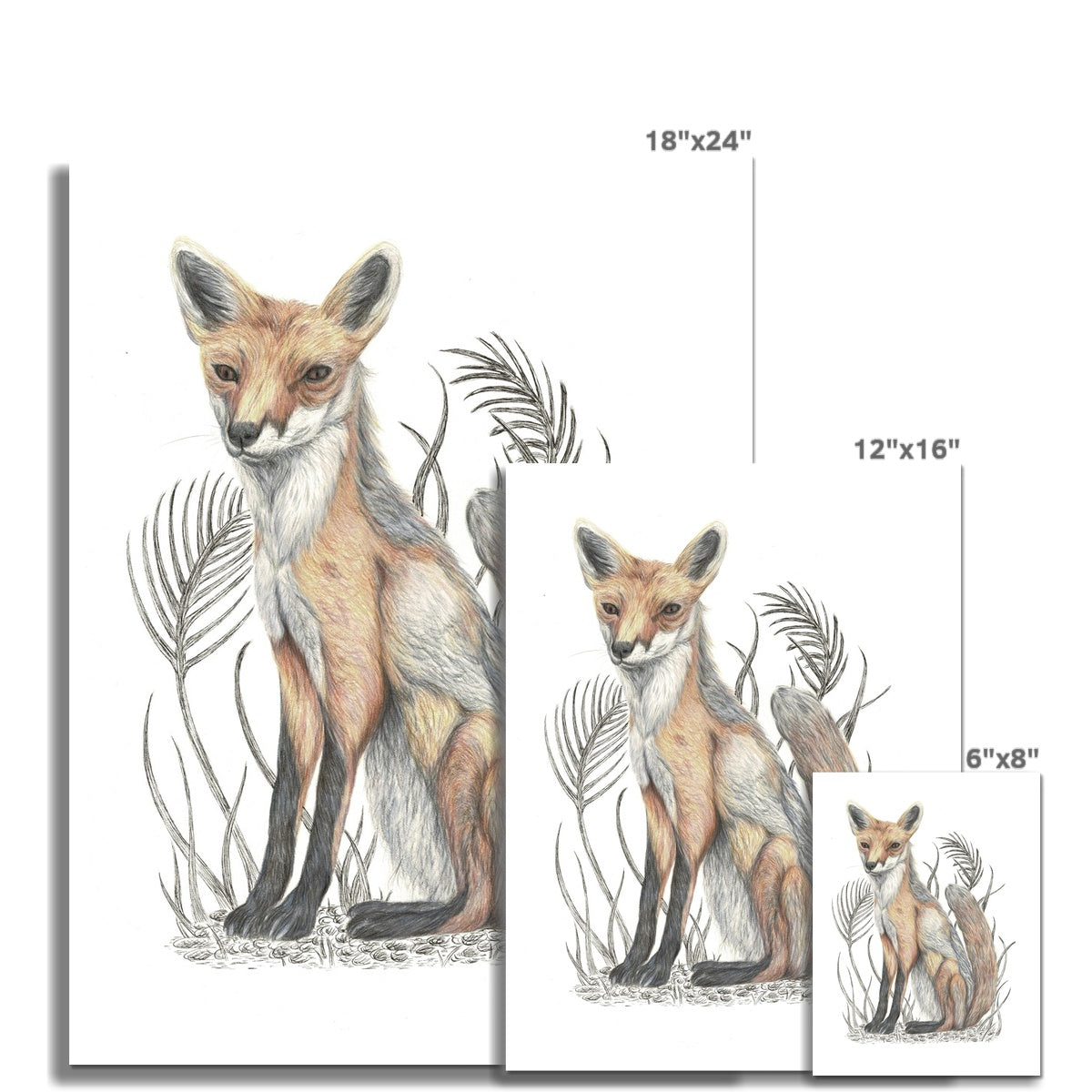 Fox Fine Art Print