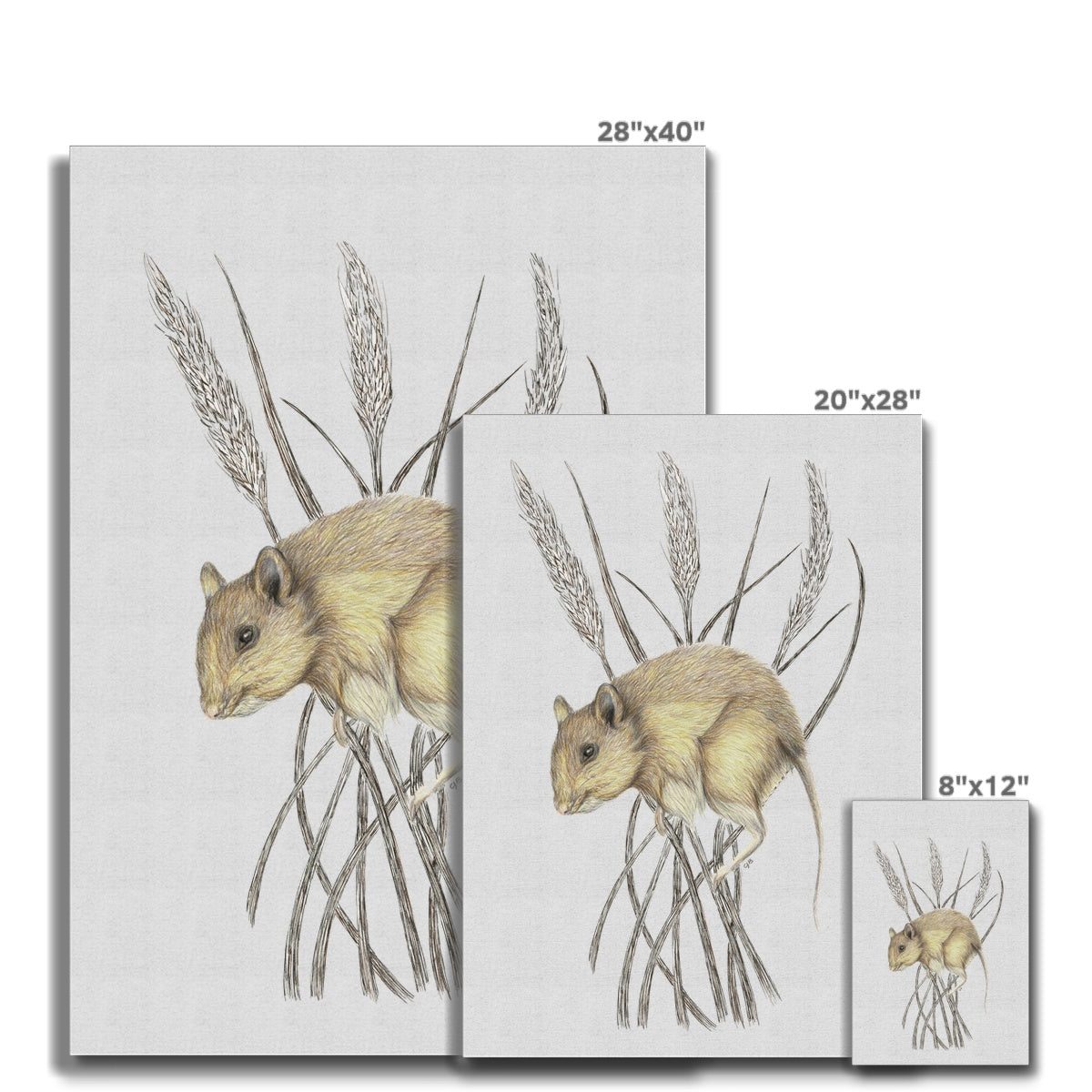 Field Mouse Canvas