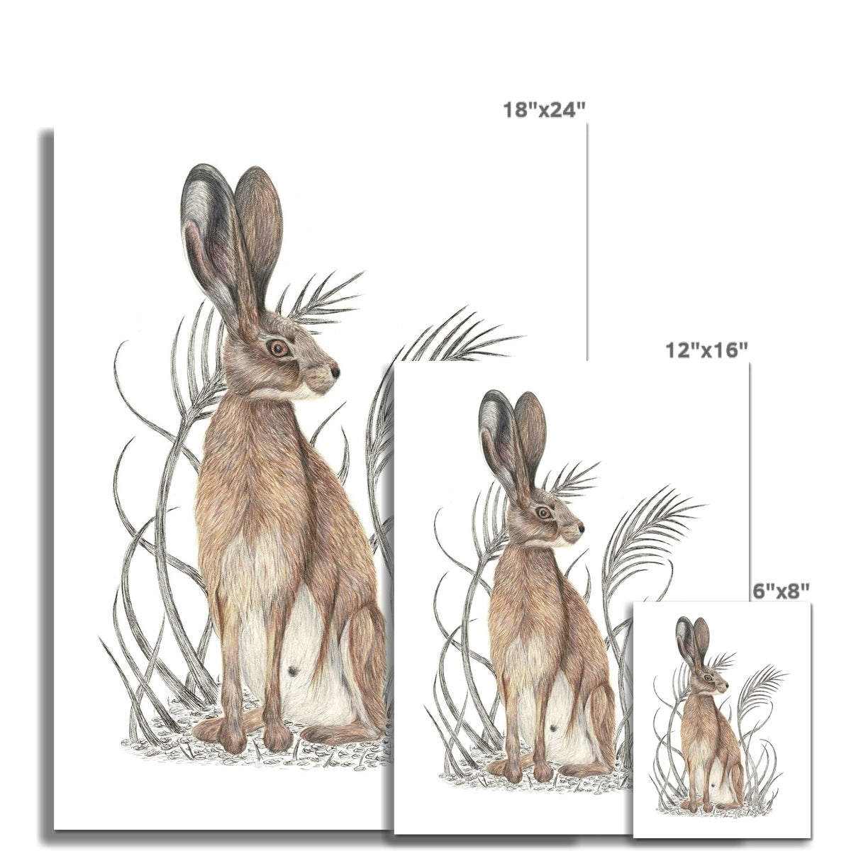 Hare Fine Art Print