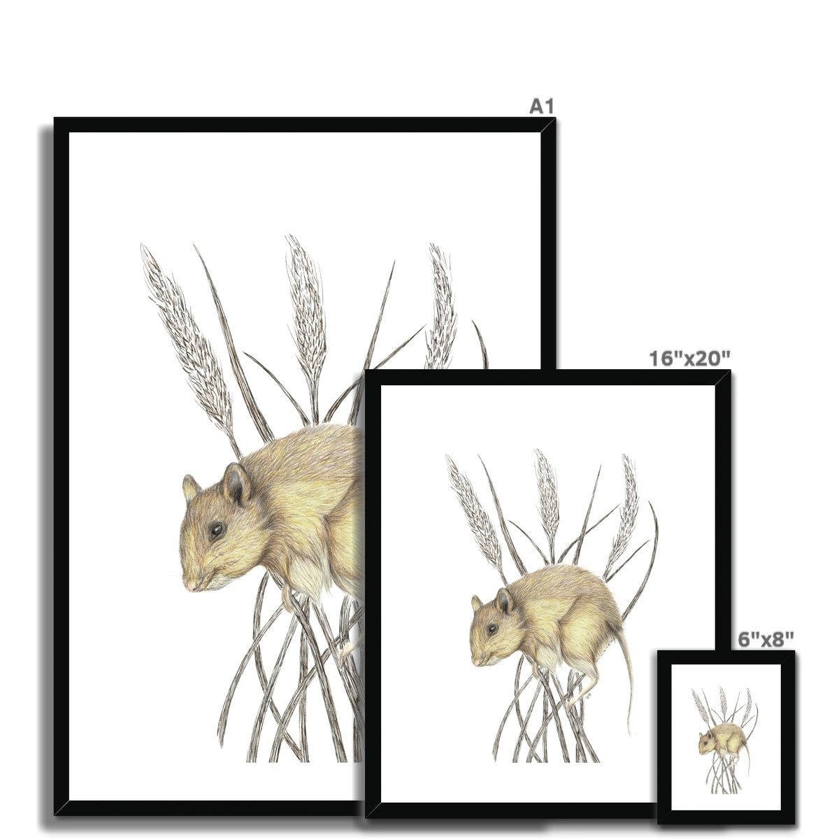 Field Mouse Framed & Mounted Print