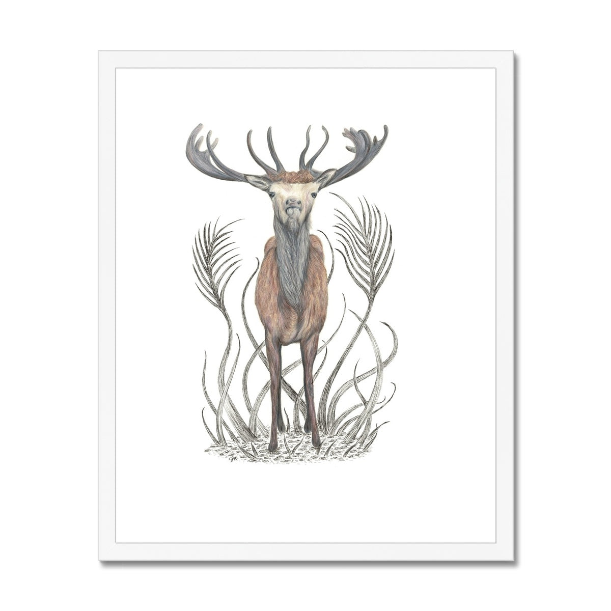 Stag Framed & Mounted Print