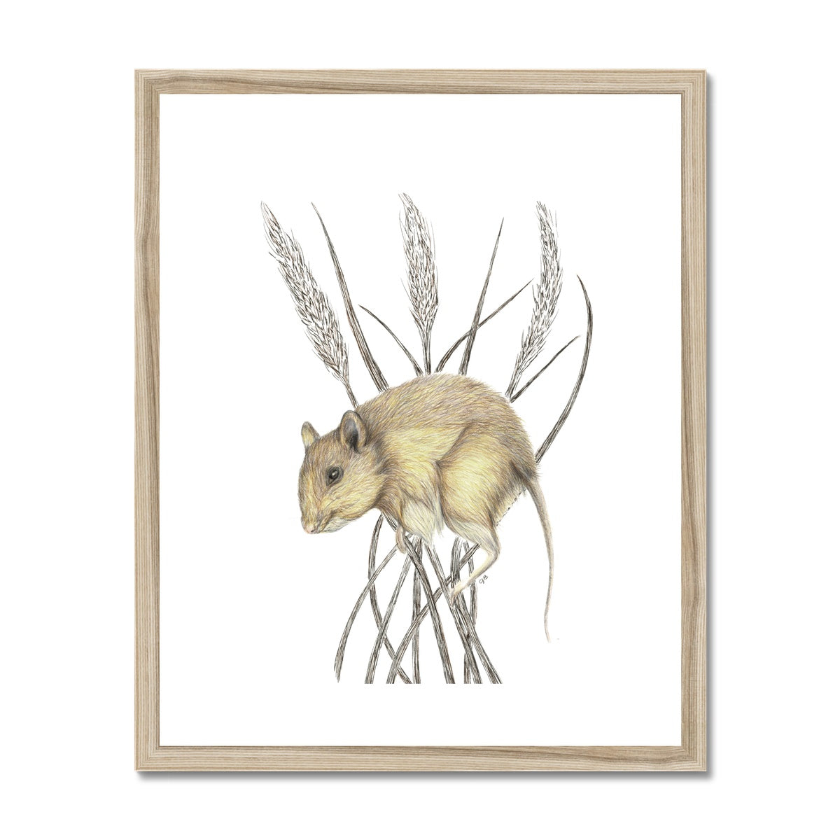 Field Mouse Framed & Mounted Print