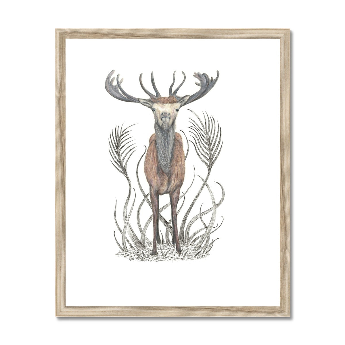 Stag Framed & Mounted Print