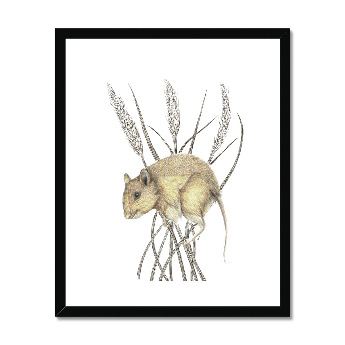 Field Mouse Framed & Mounted Print