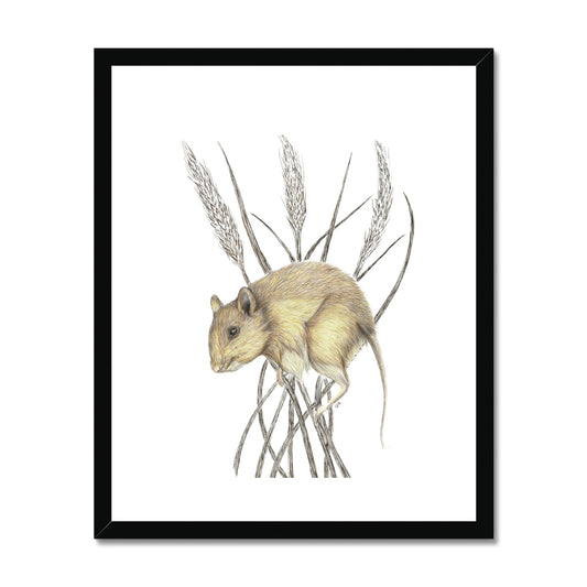 Field Mouse Framed & Mounted Print