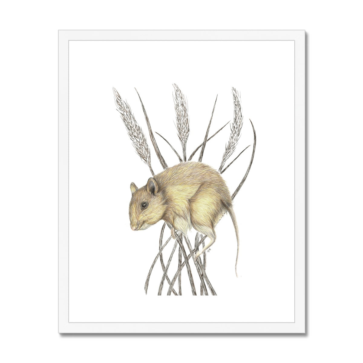 Field Mouse Framed & Mounted Print